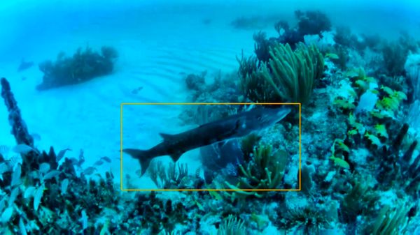 Semi-supervised Visual Tracking of Marine Animals Using Autonomous Underwater Vehicles